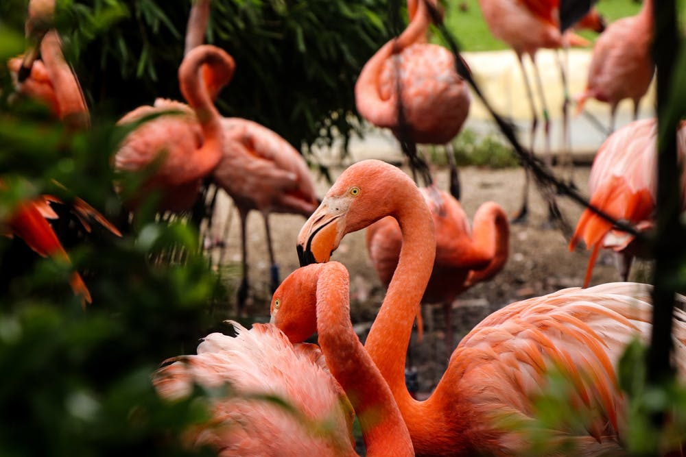Flamingo Gardens: Skip The Line Ticket - Photo 1 of 7